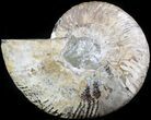 Ammonite Fossil (Half) - Million Years #42519-1